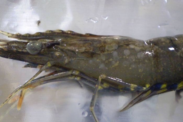 SHRIMP WHITE SPOT DISEASE: EFFECTIVE POND TREATMENT