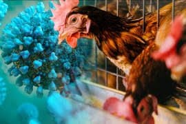 AVIAN INFLUENZA: 5 KEY FACTS FOR POULTRY FARMERS