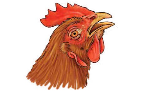 Respiratory Disease in Chickens and What Wheezing and Râles Are Telling You About Flock Health