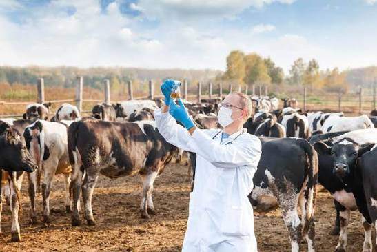 Pharma Veterinary Products That Improve Animal Health and Farm Productivity