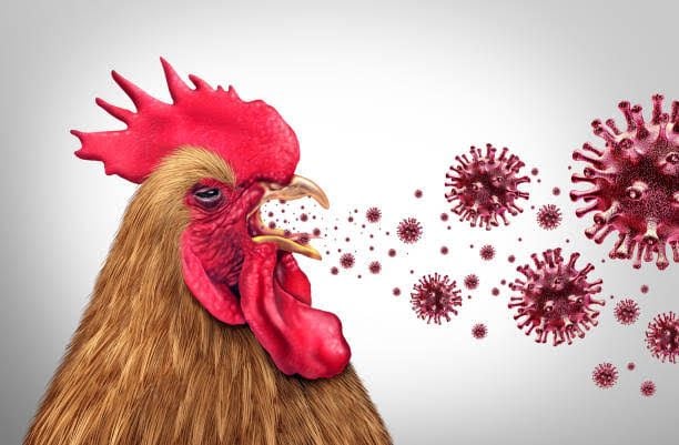 Chicken Respiratory Disease Every Poultry Farmer Should Understand to Protect Flock Health