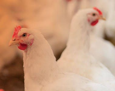 Avian Bronchitis and the Hidden Threat to Poultry Health and Farm Performance