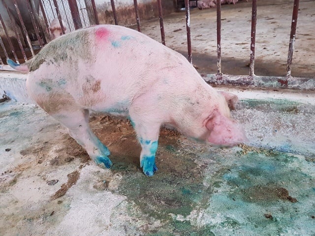 Animal Foot and Mouth Disease Treatment for Healthier Livestock and Better Farm Productivity
