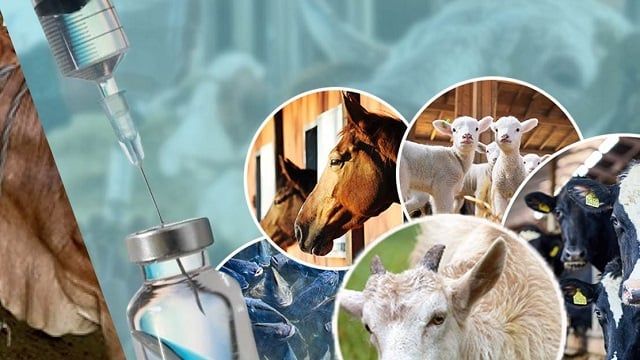 COMBINATION OF ANTIBIOTICS IN VETERINARY MEDICINE