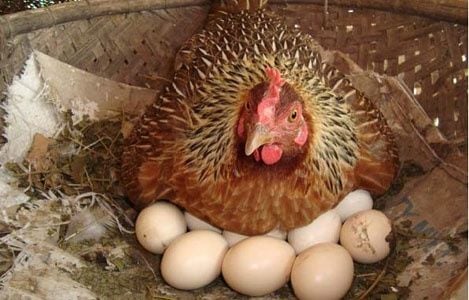 CAUSES OF REDUCED EGG PRODUCTION IN LAYING HENS
