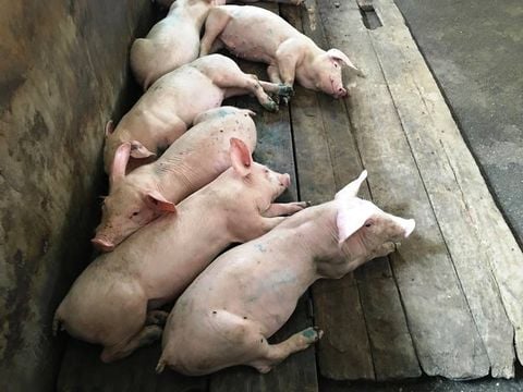 CẢNH BÁO BIẾN THỂ LỞ MỒM LONG MÓNG SAT1