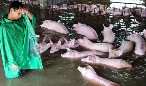 EFFECTIVE LIVESTOCK AND POULTRY CARE IN THE RAINY SEASON