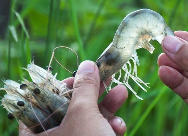 TÔM YẾU ĐƯỜNG RUỘT: CÁCH CẢI THIỆN NHANH VÀ AN TOÀN