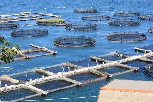 AQUACULTURE INDUSTRY SOLUTIONS BY VIETVET PHARMA