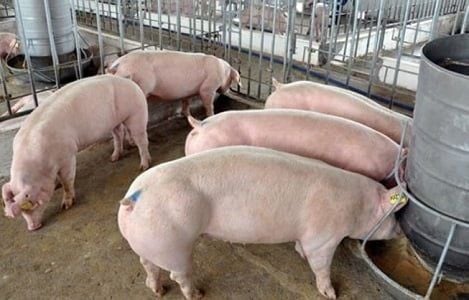 TECHNICAL PIG RAISING PROCESS FROM WEANING TO MARKET WEIGHT