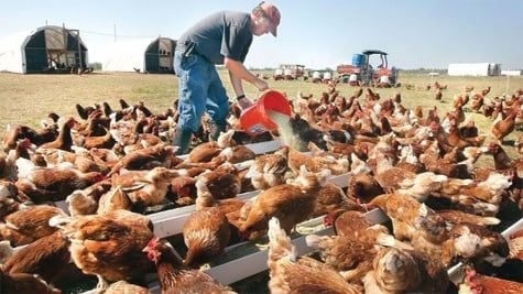 VITAMINS IN ANIMAL HUSBANDRY: ROLES AND SUPPLEMENTATION