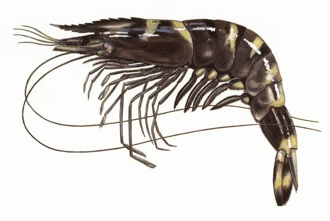 SHRIMP FARMING GUIDE: ESSENTIAL TIPS FOR BEGINNERS