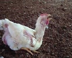 CÁCH TRỊ HO CHO GÀ NHANH KHỎI, HẠN CHẾ TÁI PHÁT