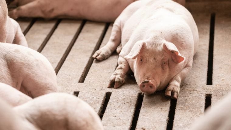 EFFECTIVE WAYS TO PREVENT PIG INTESTINAL DISEASES AND GROWTH