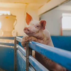 FARM DISINFECTION FOR PIG DISEASE PREVENTION