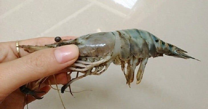 SHRIMP SLIME & FOULING: CAUSES AND TREATMENT