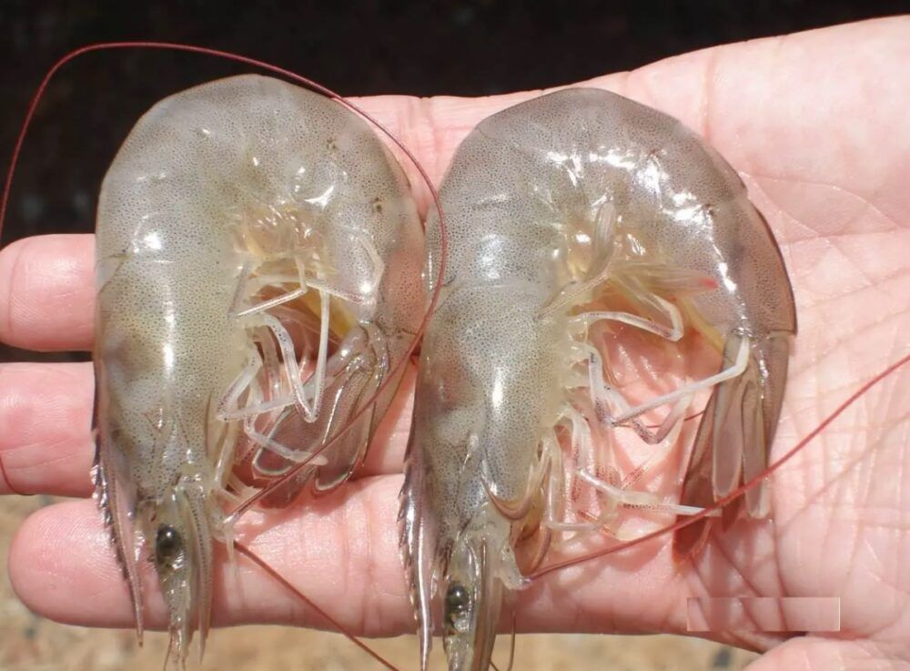 SHRIMP CURLING & MUSCLE OPACITY: CAUSES AND SOLUTIONS