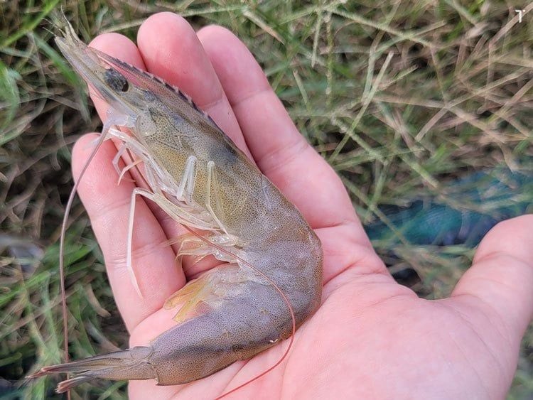 Soft-Shelled, Slow-Growing Shrimp: What Are the Causes?
