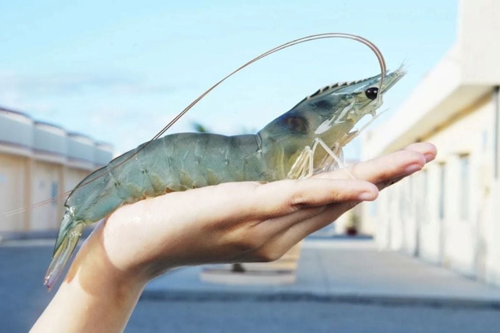 HOW TO TREAT SLOW-GROWING SHRIMP