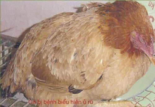 Tụ huyết trùng gia cầm nhận biết sớm và cách kiểm soát bệnh hiệu quả trong đàn