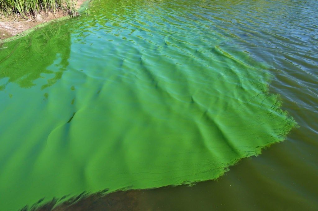 EFFECTIVE ALGAE CONTROL FOR STABLE AQUACULTURE POND WATER