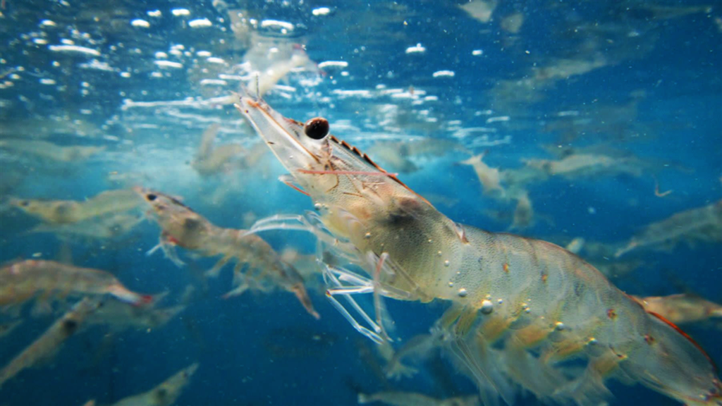 SHRIMP PROBIOTICS FOR FAST GROWTH & HIGHER PROFITS