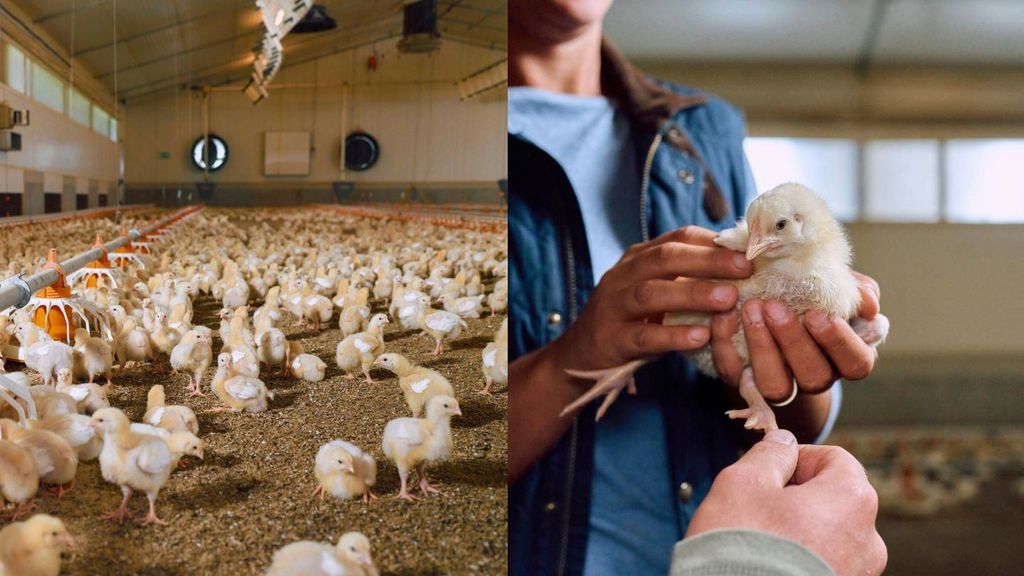 Respiratory Tract Disease in Poultry and Livestock How Early Detection Can Save Animal Health and Farm Profits