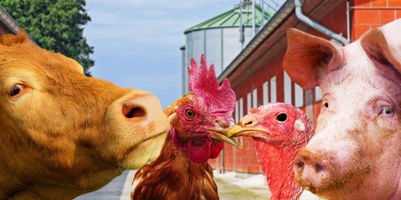 VETERINARY DRUGS: TYPES, USES AND IMPORTANCE