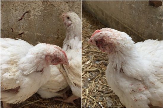 ORT in Chickens The Hidden Respiratory Disease That Can Seriously Impact Poultry Farm Performance