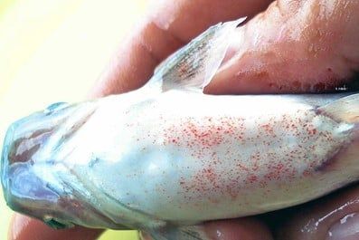 BỆNH XUẤT HUYẾT CÁ: NGUYÊN NHÂN VÀ CÁCH PHÒNG TRỊ