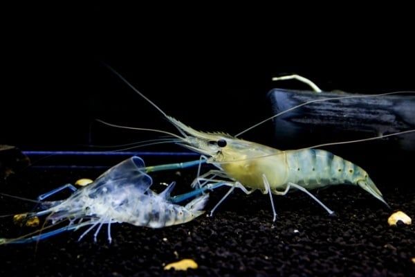 Làm gì để tôm nhanh cứng vỏ sau khi lột?