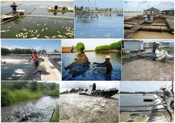 Major Challenges Facing The Aquaculture Industry Today