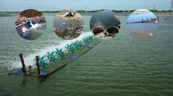 1. Vì sao cần khử trùng ao nuôi đầu vụ?