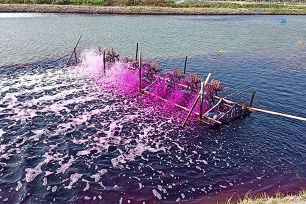 Khi nào cần diệt khuẩn nước ao nuôi cá?