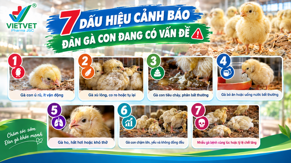 vietvet - 7 dấu hiệu cảnh báo đàn gà con đang có vấn đề