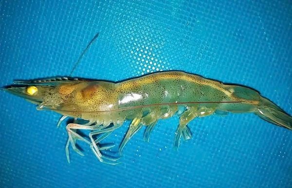 Môi trường nước ô nhiễm và khí độc tăng cao tạo điều kiện bùng phát bệnh phân trắng ở tôm thẻ.