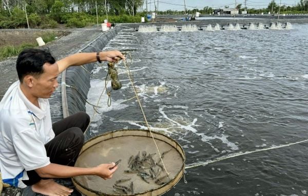 Cách phòng ngừa bệnh mềm vỏ ở tôm hiệu quả
