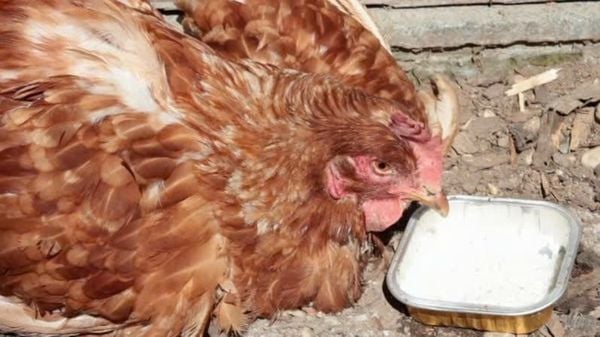 7 dấu hiệu cúm gà bà con cần đặc biệt lưu ý