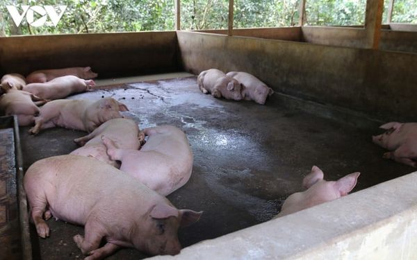 Heo giảm ăn, bỏ ăn, sốt không rõ nguyên nhân - biotech