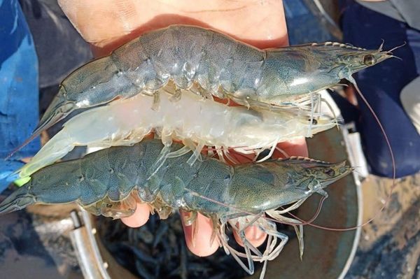 Dấu hiệu nhận biết tôm có vấn đề về cứng vỏ
