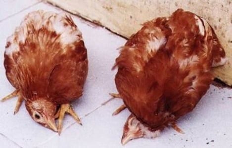 Vì sao bệnh cúm gia cầm có thể nguy hiểm?