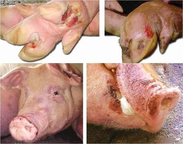 Why Is Foot-and-Mouth Disease So Dangerous?