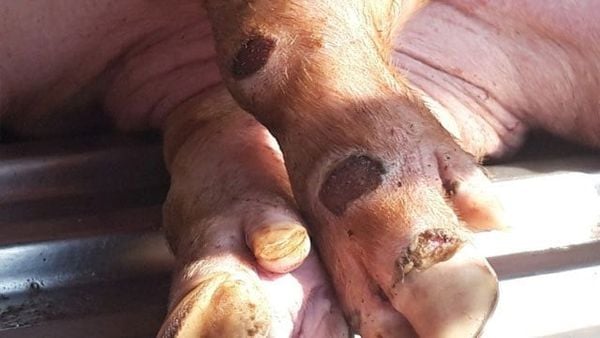 Foot-and-Mouth Disease