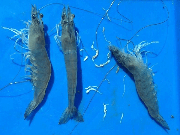 Tôm thải ra các sợi phân màu trắng nổi ở góc ao là triệu chứng đặc trưng của bệnh phân trắng ở tôm thẻ.
