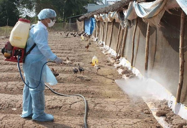 Chỉ phun thuốc mà không làm sạch bề mặt là sai lầm khiến việc sát trùng chuồng trại kém hiệu quả.