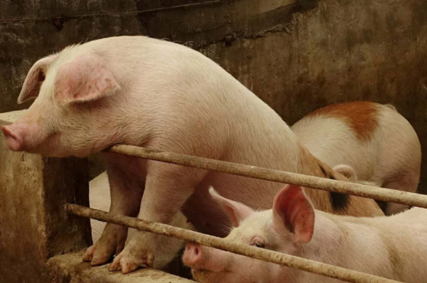 Viêm phổi ở heo là gì?