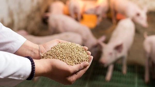 Lợi ích của thức ăn bổ sung chăn nuôi