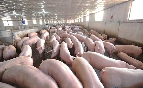 Chăm Sóc Heo Nái Hậu Bị