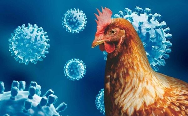BỆNH CÚM GIA CẦM NGUY HIỂM THẾ NÀO? 7 ĐIỀU CẦN BIẾT