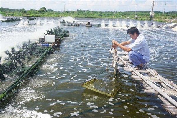 5. Khử trùng ao nuôi phải đi kèm kiểm tra nguồn nước